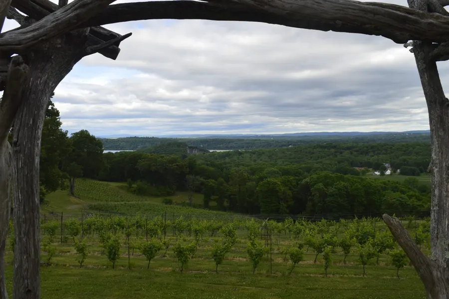 Vine rows running away over a hillside.