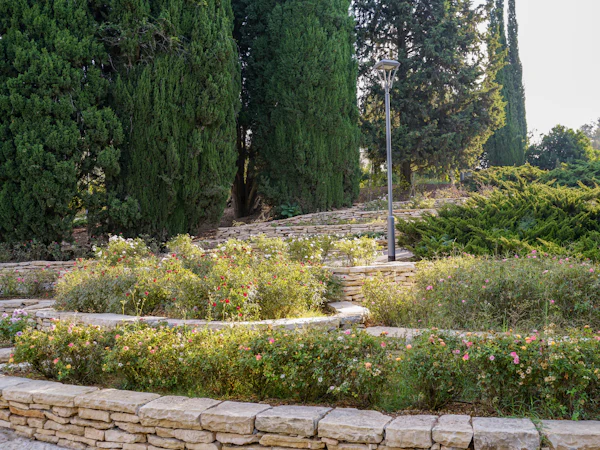 A terraced garden of low stone walls and planted beds under tall cypress trees