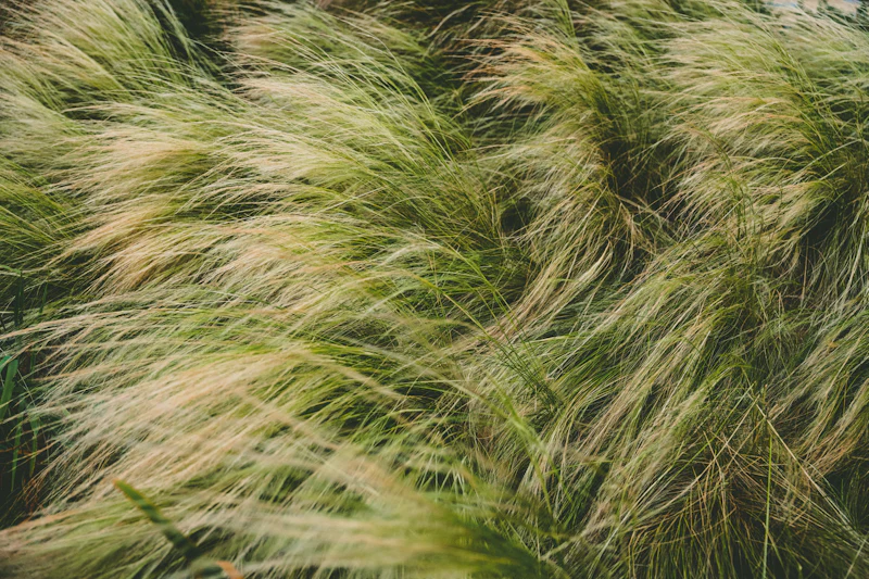 Fine ornamental grass bent over by the wind