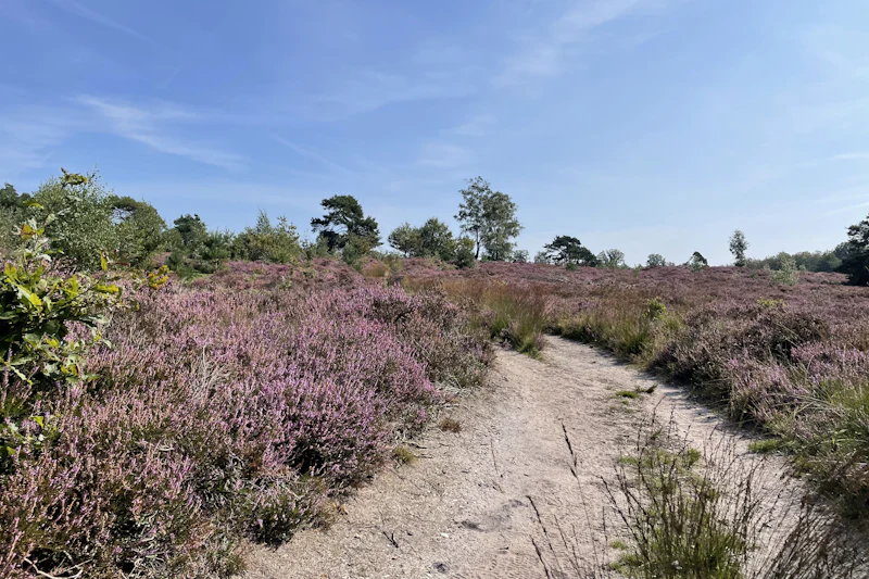 A sandy path through flowering heather under a blue sky