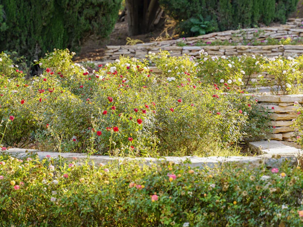 A curving dry stone terrace planted with roses and low shrubs