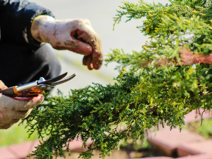 Gloved hands pruning a juniper with hand shears