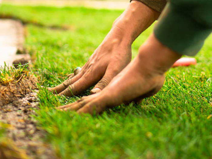 Hands pressing a fresh roll of turf into place
