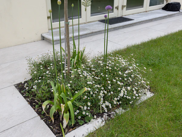 A porcelain terrace with a planted bed of white flowers and alliums beside a lawn