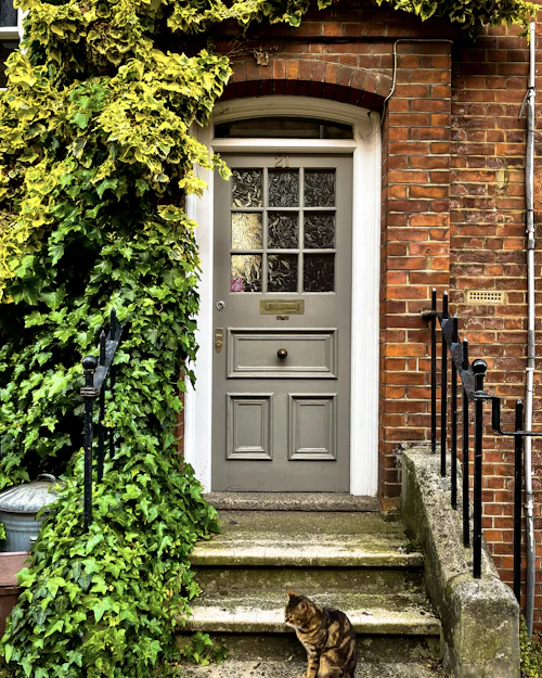 A grey Edwardian front door with small glazed panes in its top half, ivy over the brick and a cat on the step