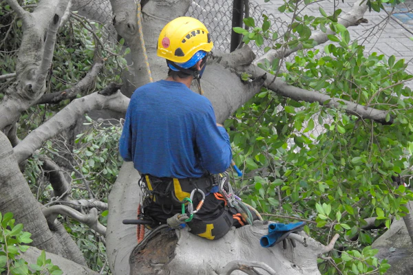 A climber in a yellow helmet, seen from behind, working in the fork of a tree