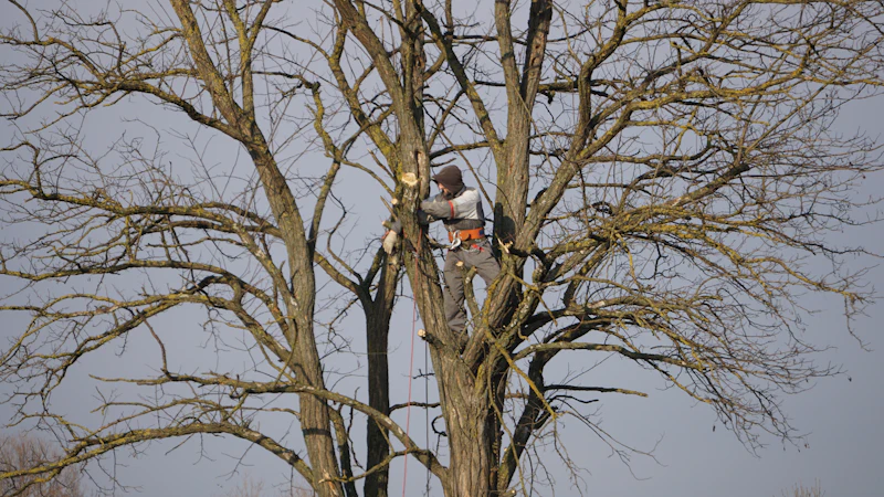 An arborist roped into the bare winter crown of a big broadleaf tree