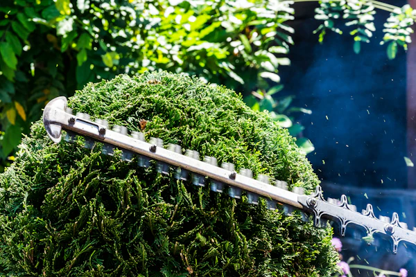 A hedge trimmer cutting across the top of a conifer hedge in sunshine
