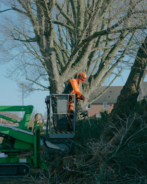 An arborist in a cherry picker basket cutting into a large tree beside houses