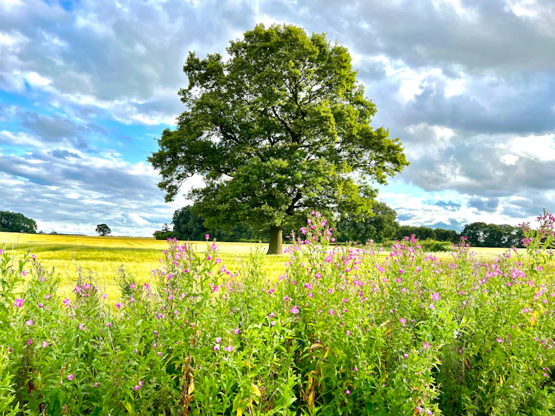 A broad oak on its own in a field, willowherb flowering in front of it