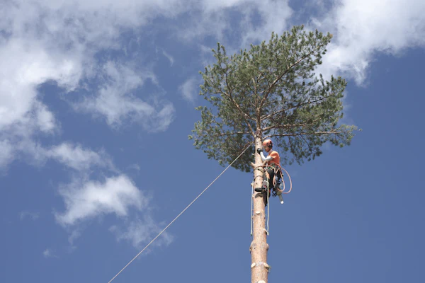A climber at the top of a tall pine stem with a rope running down to the ground