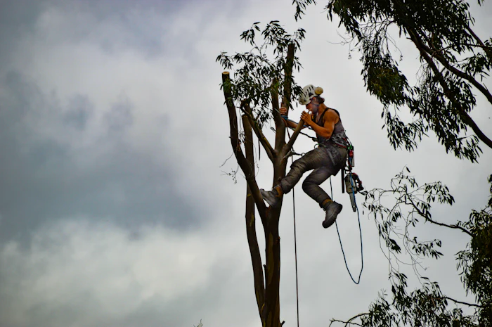 A climber in a harness high on a bare trunk, the crown already taken off, under a grey sky