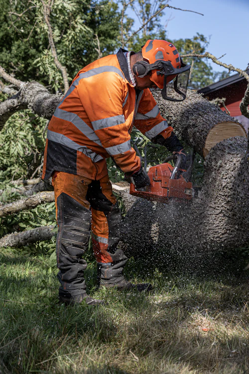 A groundsman in orange chainsaw trousers and a visor cutting up a fallen trunk, sawdust flying