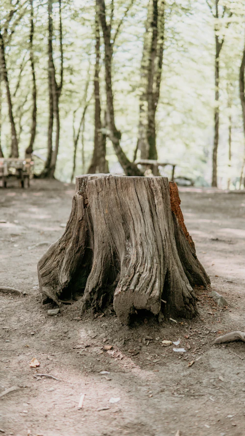 An old tree stump left on bare ground under young trees