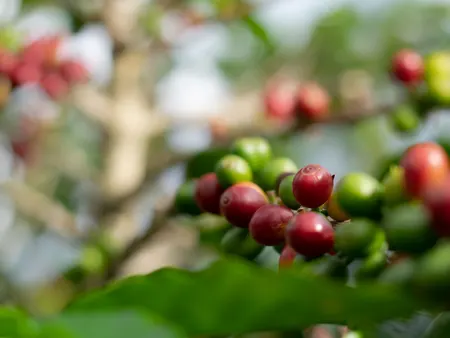 Decaf